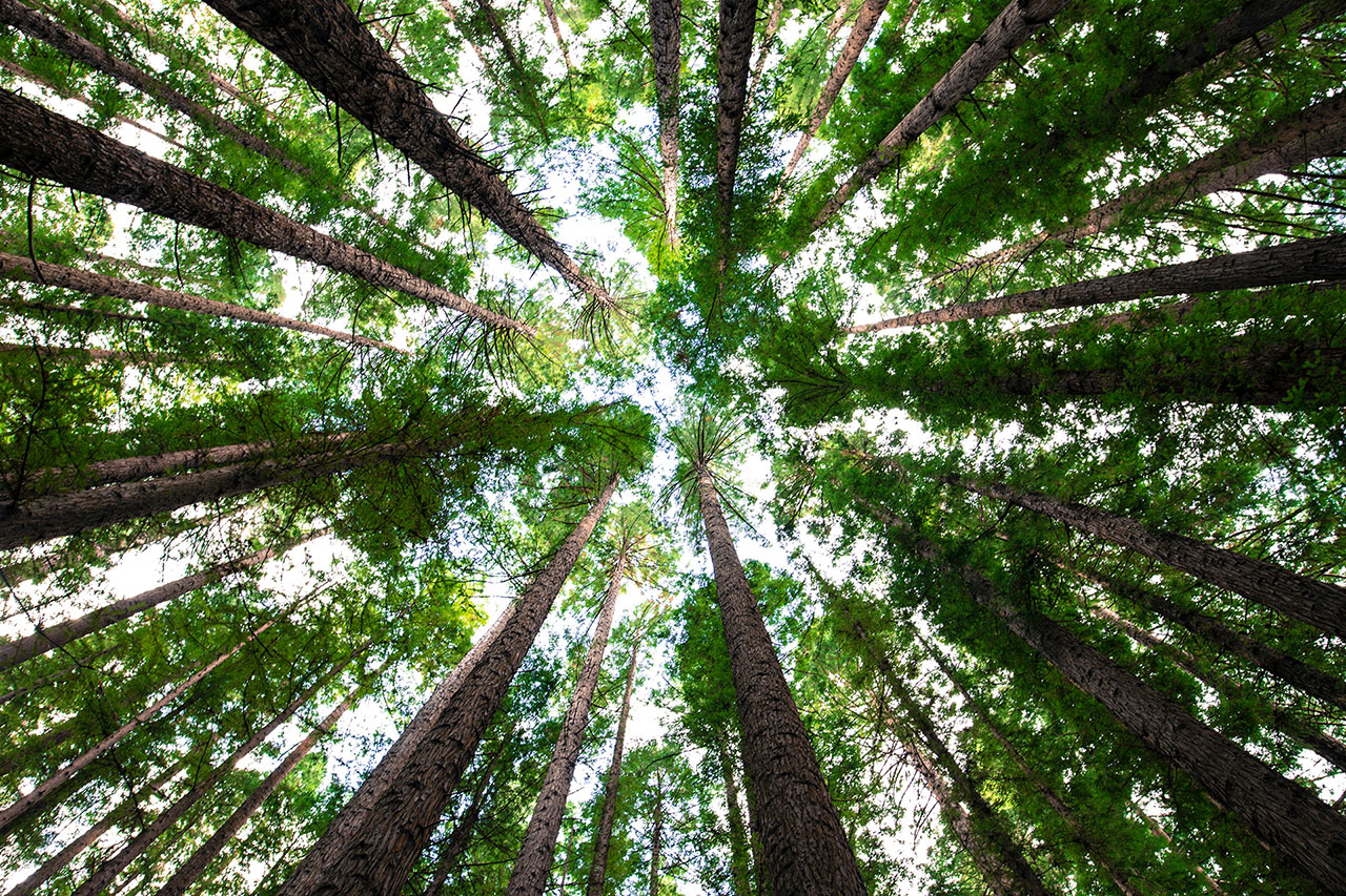An Image of Trees looking up from the forest floor | Kiwanis Club of Bradford